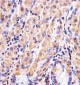 GSS Antibody (C-term)